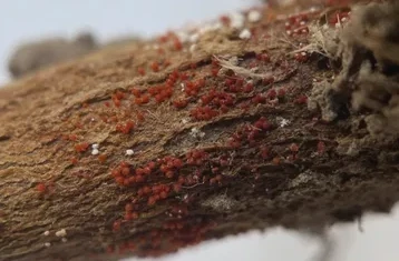 Infeksi Busuk Mahkota Merah Pertama Menyerang Ladang Kedelai Minnesota