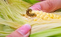Campuran jagung-toksin terbukti menghasilkan ngengat hama yang lebih aerodinamis