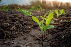 Bagaimana Cara Menyesuaikan Populasi Tanaman Jagung Agar Hasil Optimal?