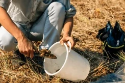 Perkuat Jagung dan Kedelai dengan Penggunaan Gypsum untuk Manfaat Tanah