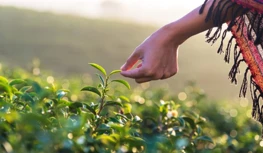 CropLife India Mengupayakan Perlindungan Data 5 Tahun, Memperingatkan Pilihan...