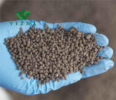 DAP Fosfor Dan Nitrogen Seimbang Untuk Tanaman Biji Minyak